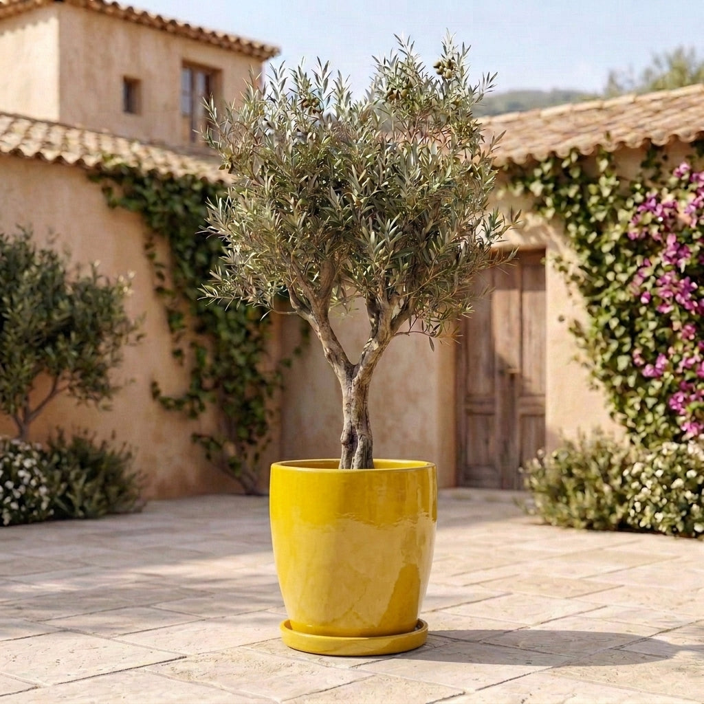 Yellow ceramic planter saucer – frost-resistant