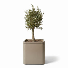 Lot olivier + pot infinity square 60x60cm champagne, pot de grande taille fait main en acier inoxydable