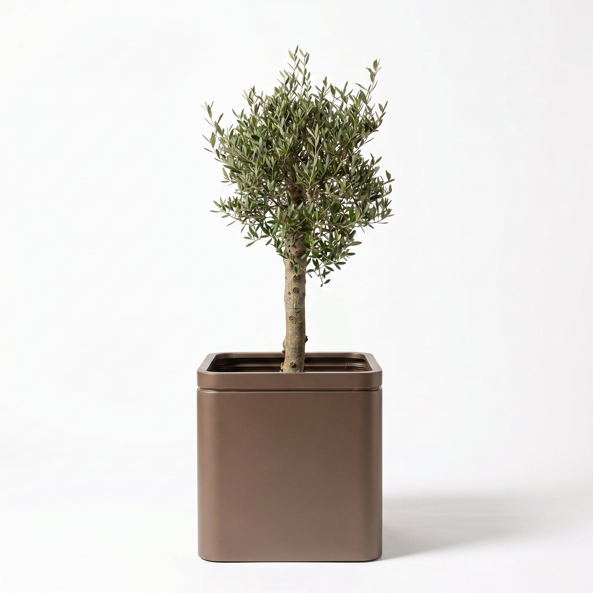 Lot olivier + pot infinity square 60x60cm taupe, pot de grande taille fait main en acier inoxydable