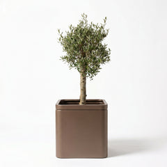 Lot olivier + pot infinity square 60x60cm taupe, pot de grande taille fait main en acier inoxydable