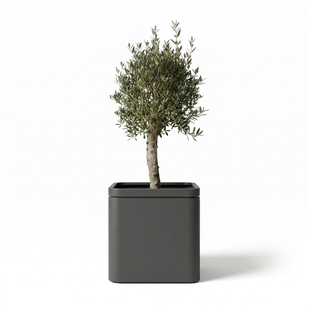 Olive tree + infinity square planter set 60x60cm anthracite