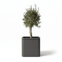 Lot olivier + pot infinity square 60x60cm anthracite, pot de grande taille fait main en acier inoxydable
