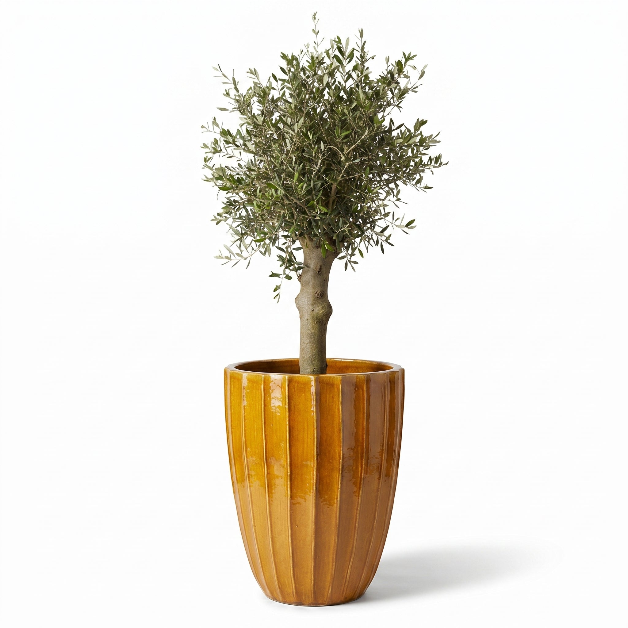 Lot olivier + pot HUGO 55x71cm miel