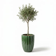 Lot olivier + pot HUGO 44x59cm vert jungle