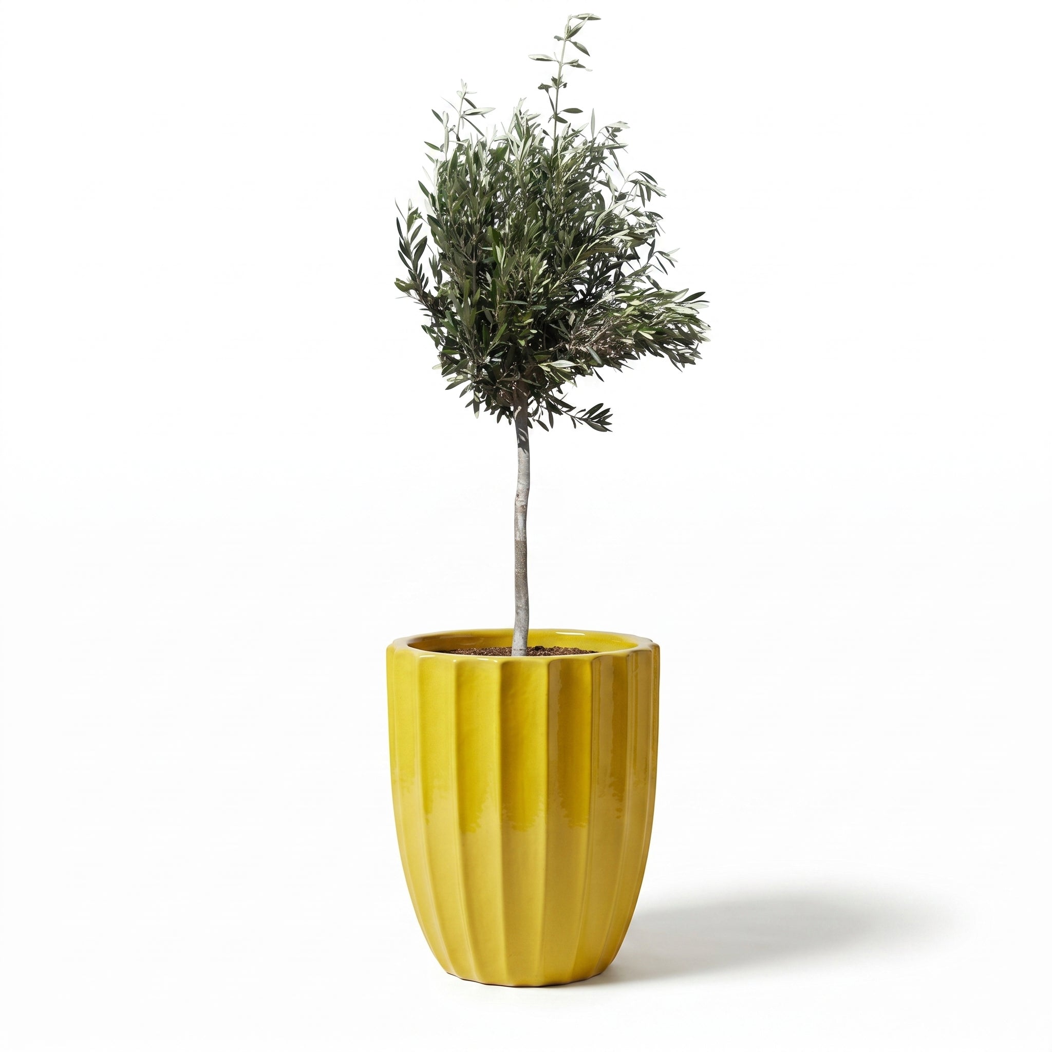Lot olivier + pot HUGO 44x59cm jaune