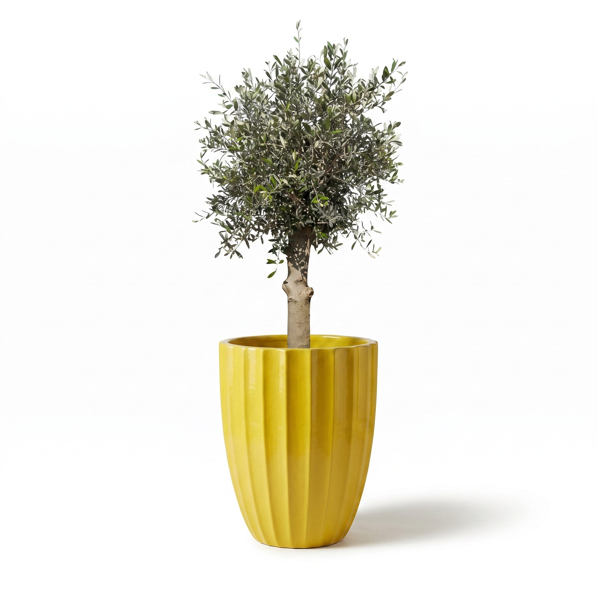 Lot olivier + pot HUGO 55x71cm jaune