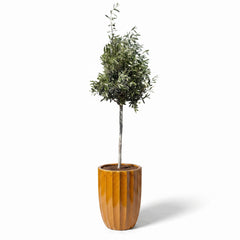 Lot olivier + pot HUGO 44x59cm miel