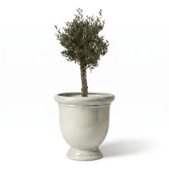 Lot olivier + pot TITAN 72x75cm perle, fait main en terre cuite émaillée