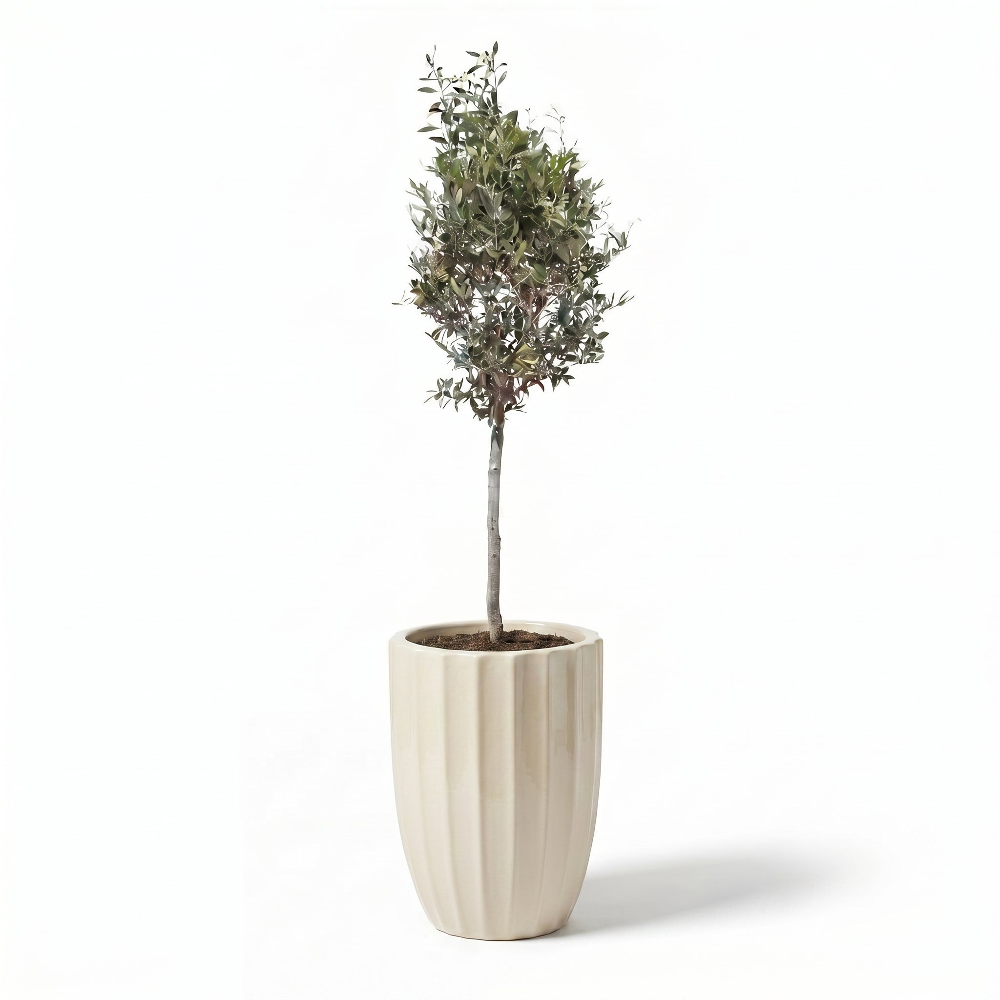 Lot olivier + pot HUGO 44x59cm crème