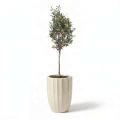 Lot olivier + pot HUGO 44x59cm crème