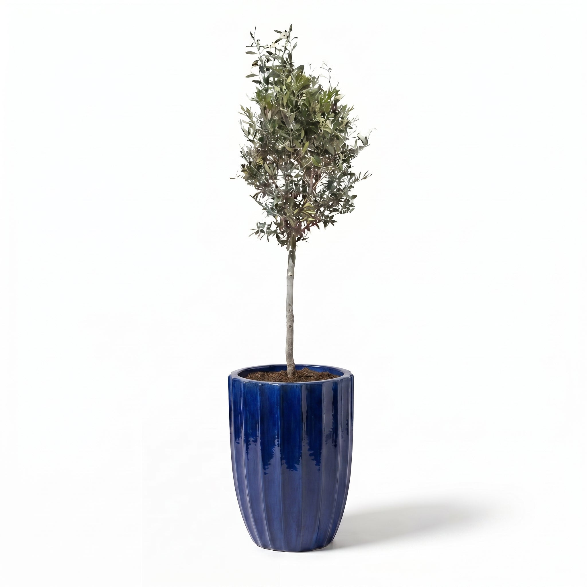 Lot olivier + pot HUGO 44x59cm bleu cobalt