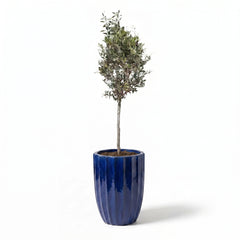 Lot olivier + pot HUGO 44x59cm bleu cobalt