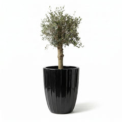 Lot olivier + pot HUGO 55x71cm noir
