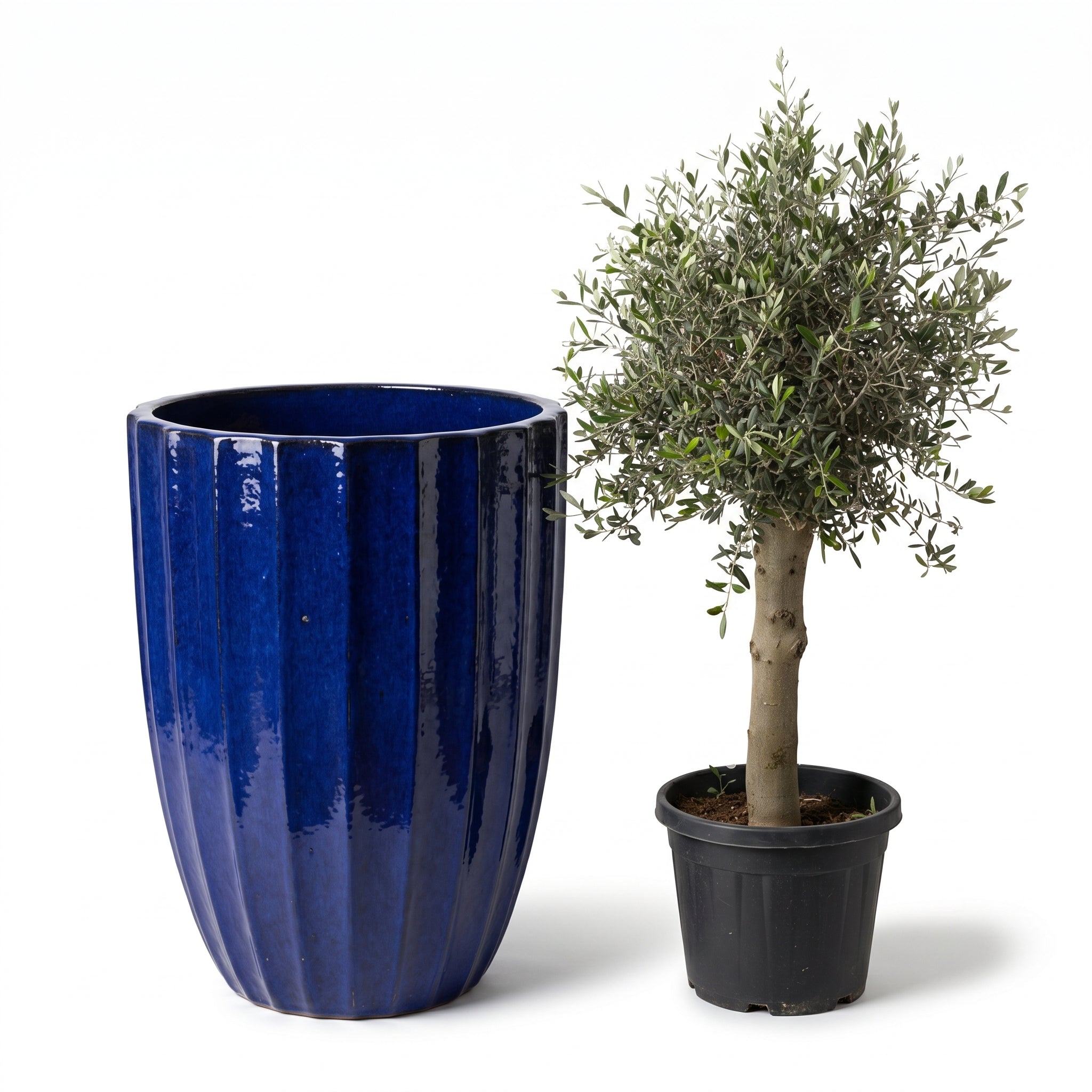 Lot olivier + pot HUGO 55x71cm bleu cobalt
