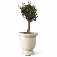 Lot olivier + pot TITAN 72x75cm crème, pot de grande taille d'extérieur fait main en terre cuite émaillée, résistant au gel